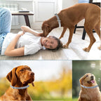 Dog Flea & Tick Collar – Adjustable Waterproof Pet Protection
